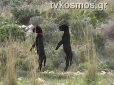 Ζητούν την παρέμβαση Χρυσοχοΐδη για την προστασία των ζώων